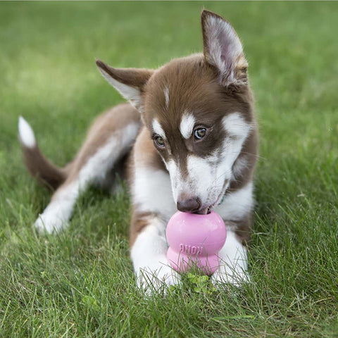 Easy Treat Puppy