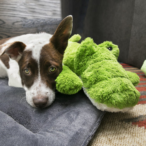 Cozie Ali Alligator