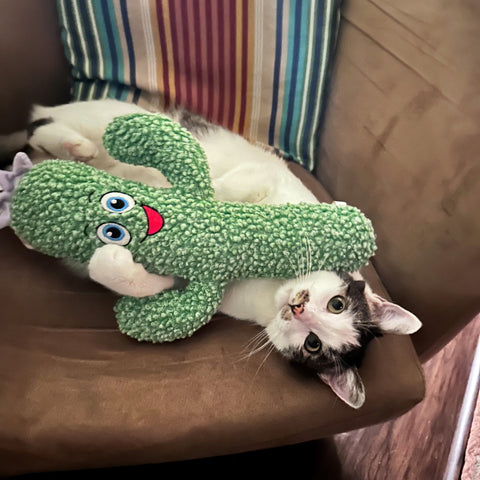 Kickeroo Cactus